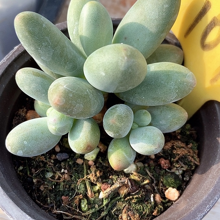 多肉植物糖果群1095多肉