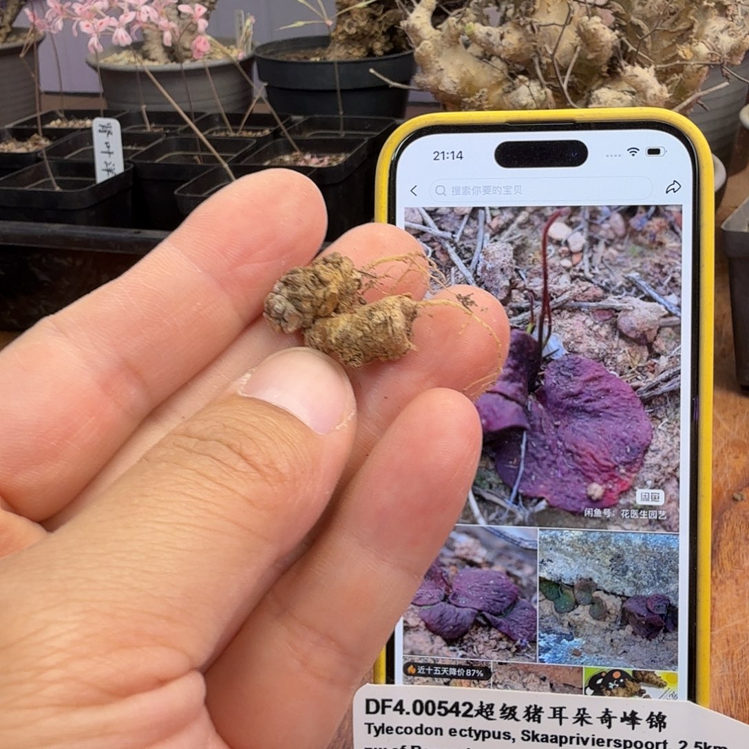 超级猪耳朵奇峰锦两个