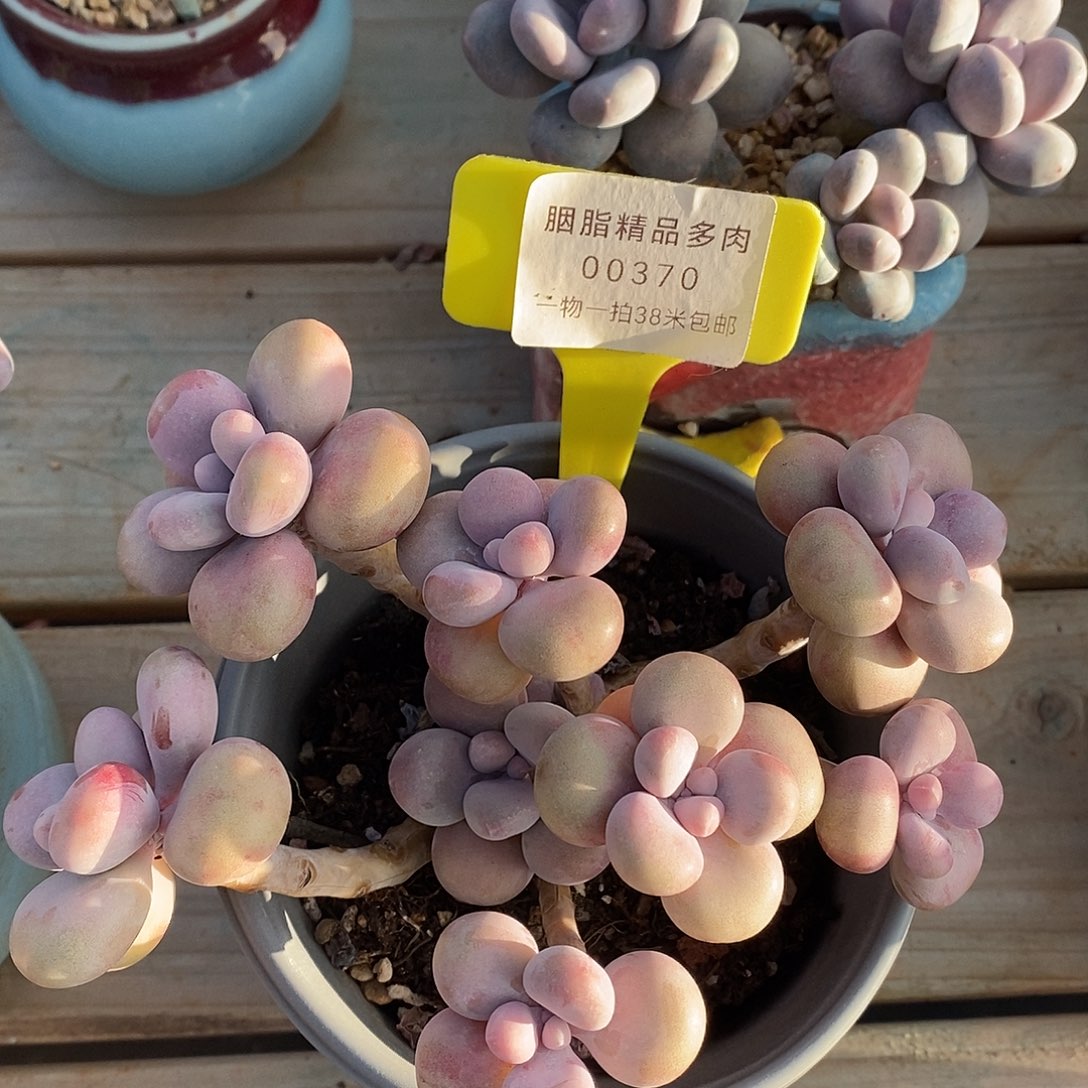 00370奥军哦哦哦哦小雨