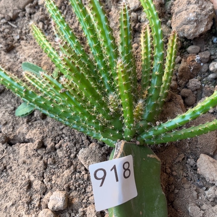 温***生垂吊鼠尾令剑粉色918