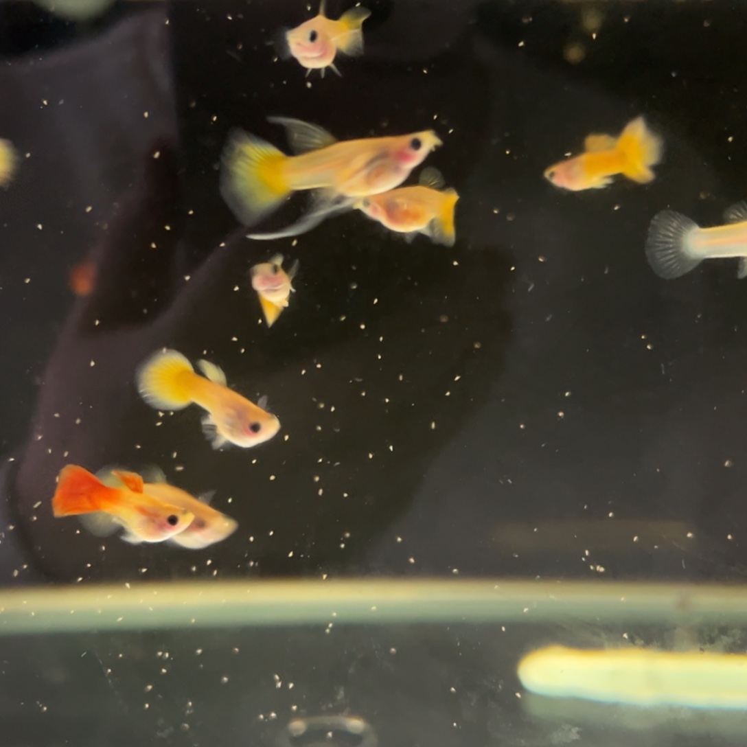 孔雀鱼黄金玻璃猫11条