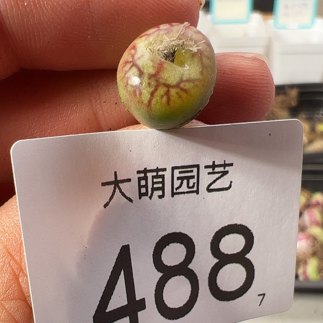 0000488 一物一拍……