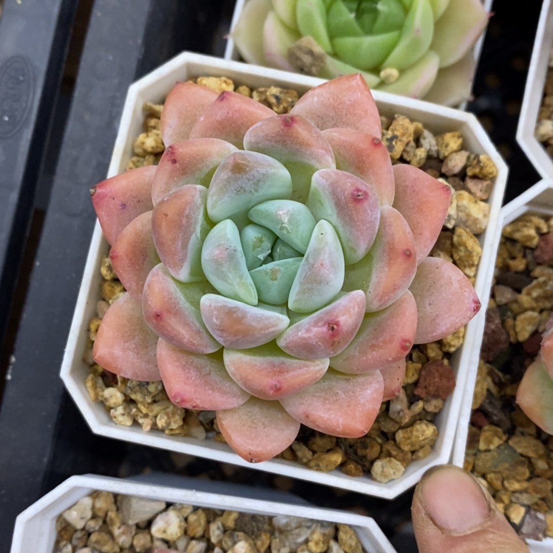 精品多肉一物一拍不包整61