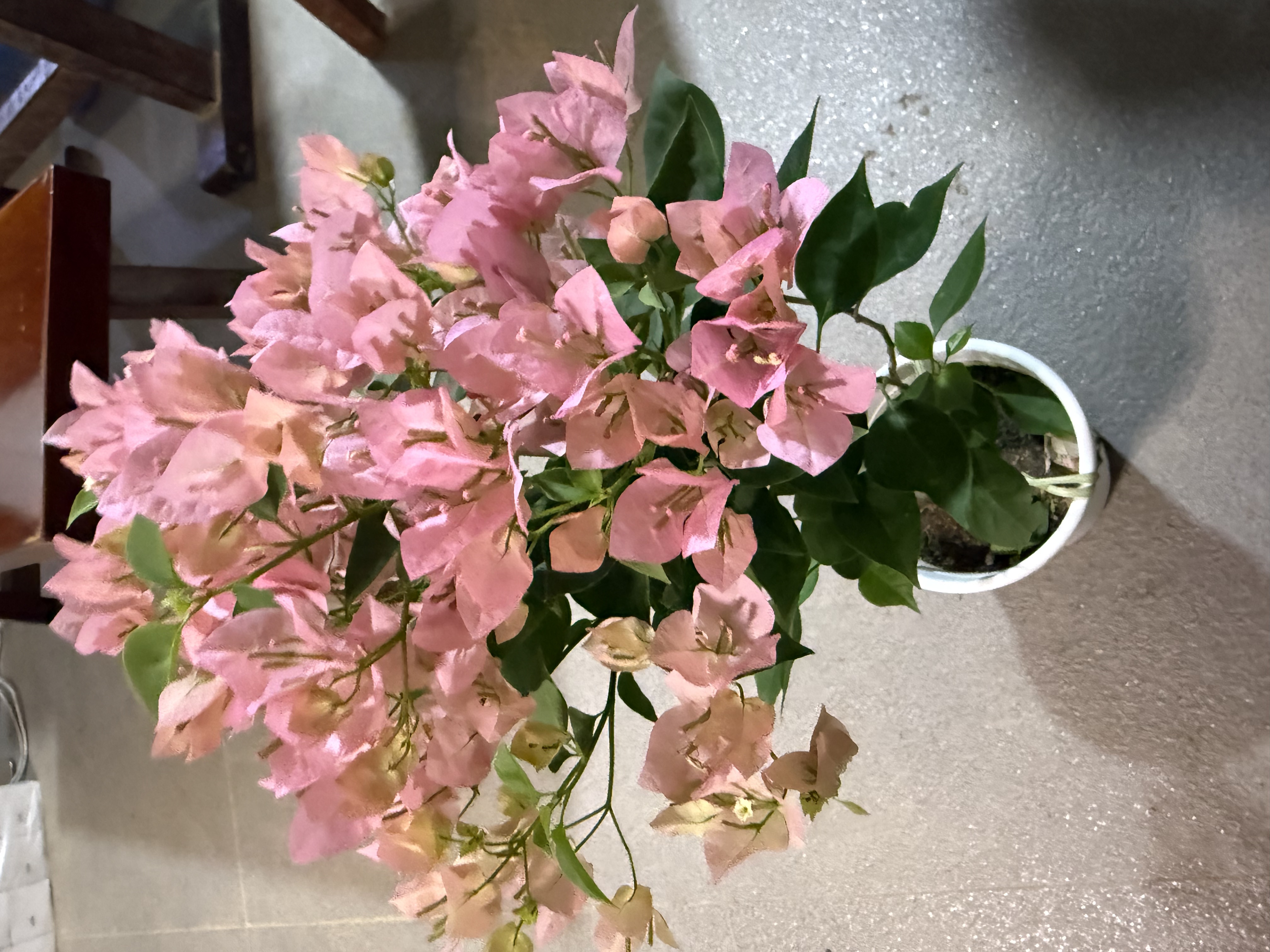 绿叶马斯(三角梅)原生大苗四季开花老桩爬藤植物