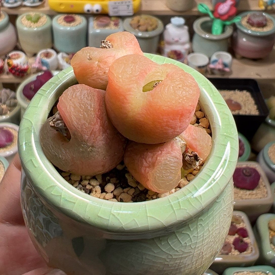 多肉植物34号群生毛毛