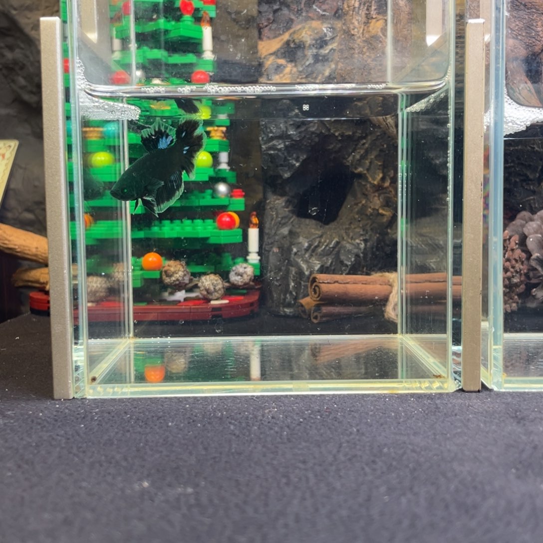 斗鱼十二月十九日竞价