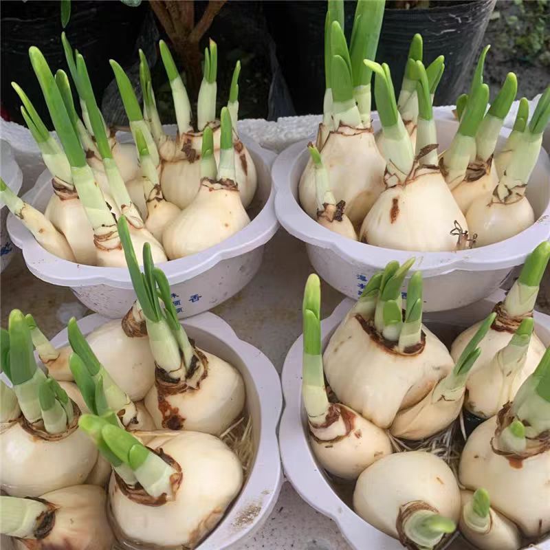 福建漳州正宗水仙花水培带盆