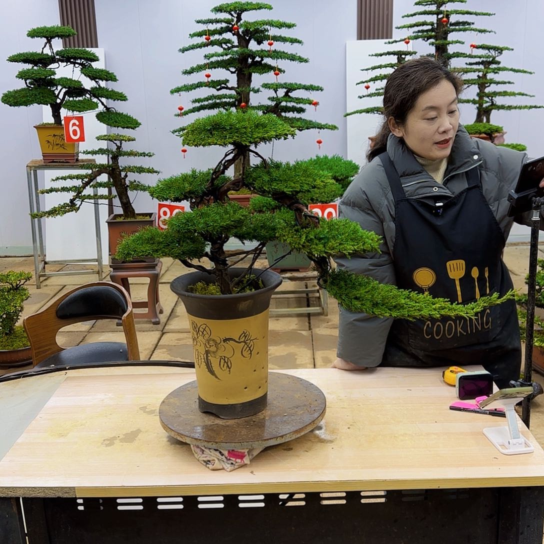 盆景直播间一物一拍
