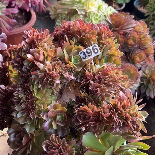 艾****姐多肉植物一个有伤