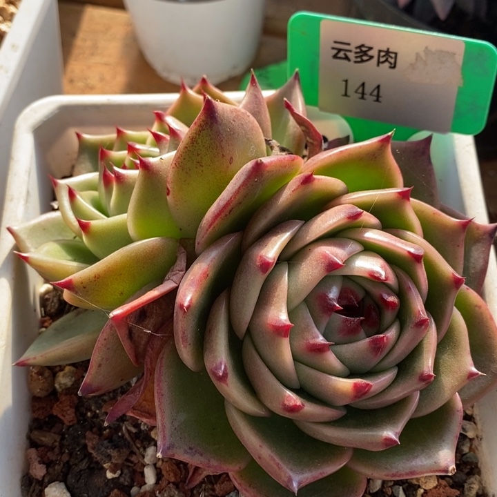 D144- 直播福利 蓝龙双头