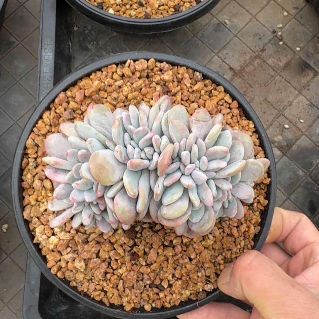 13厘米的尺寸一物一拍的