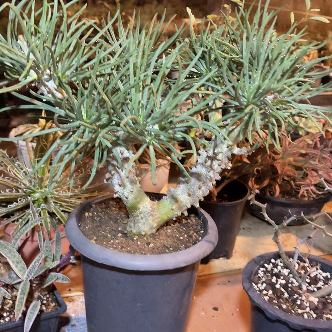 钟馗奇峰锦大老桩一物一拍