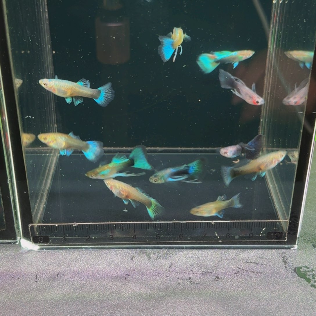 孔雀鱼蓝礼服买10送2备损，12条