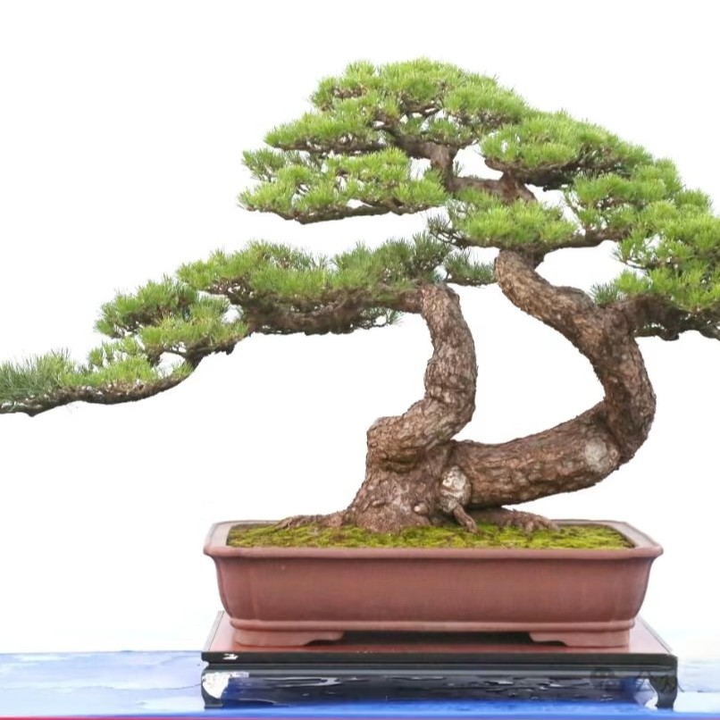 春花栀子花紫薇盆景素材一物一拍