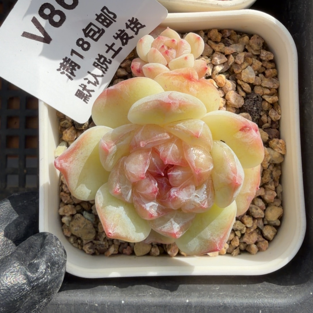 ****s东篱下多肉植物哈哈哈86