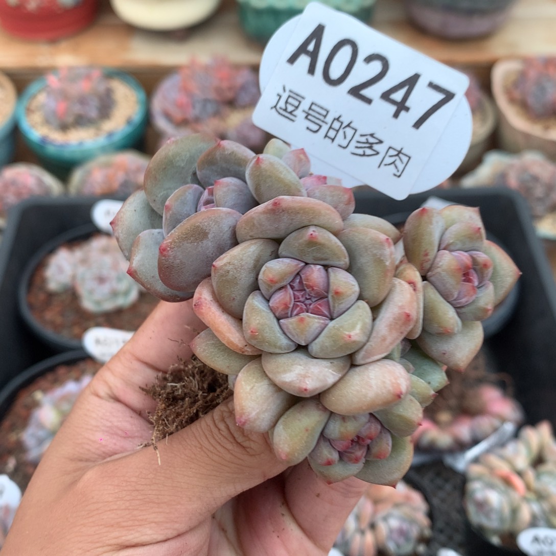 玛****A0247 突尼斯 模特同款 有砍 8cm