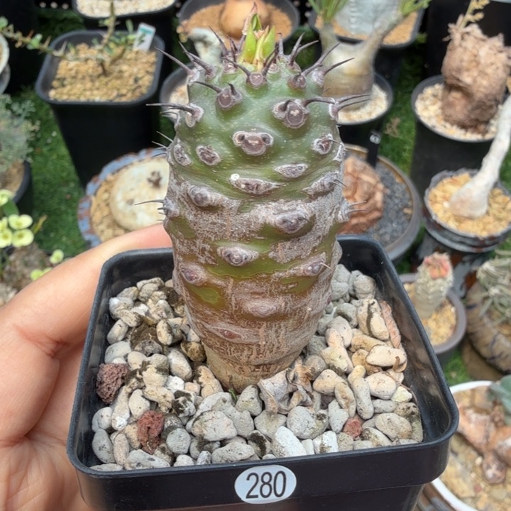 瓶干麒麟280 (满2 8包邮)