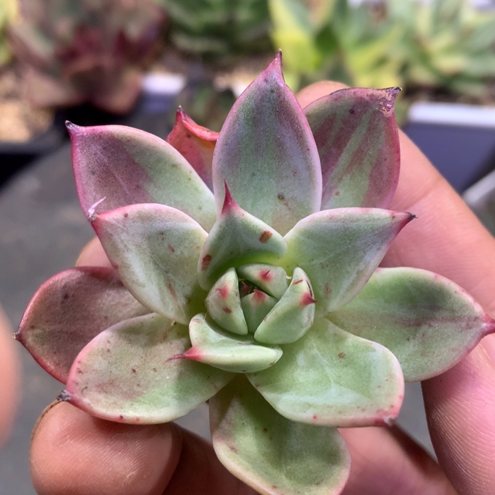 红拉丝u多肉植物