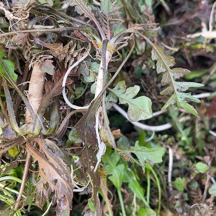 中国大陆纯野荠菜1.8斤水洗过