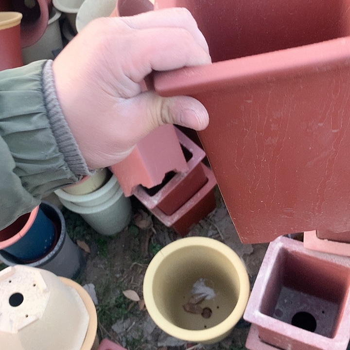 紫砂哈哈真的是太给力