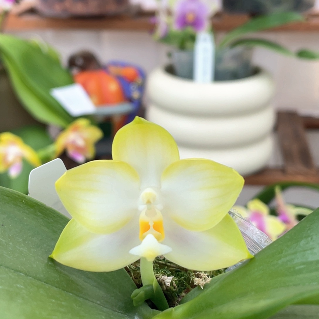 完全开放【柠檬汽水】2.5出根状态