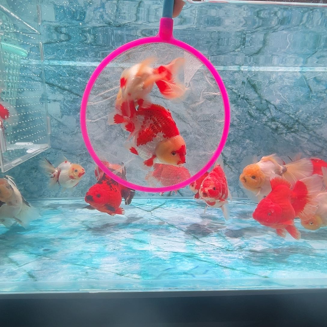 海水鱼短尾将军泰狮