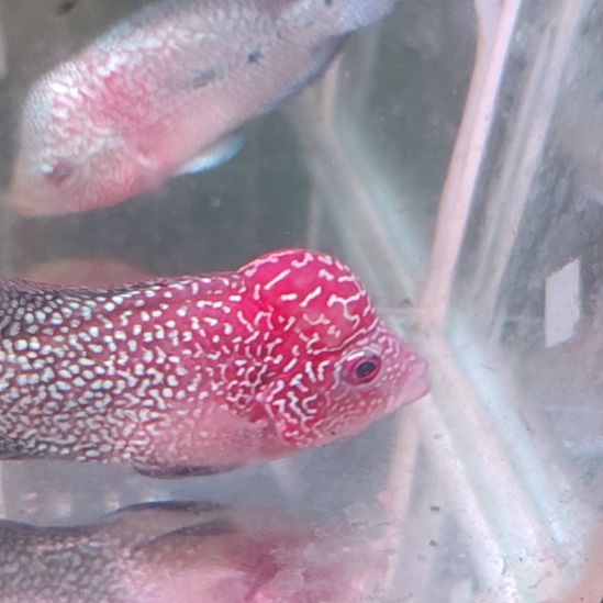 罗汉鱼22222222222222