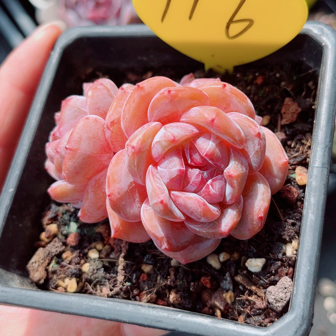 116号小老桩石榴籽星影群