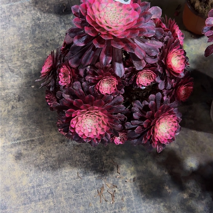 红陶红彤超白478