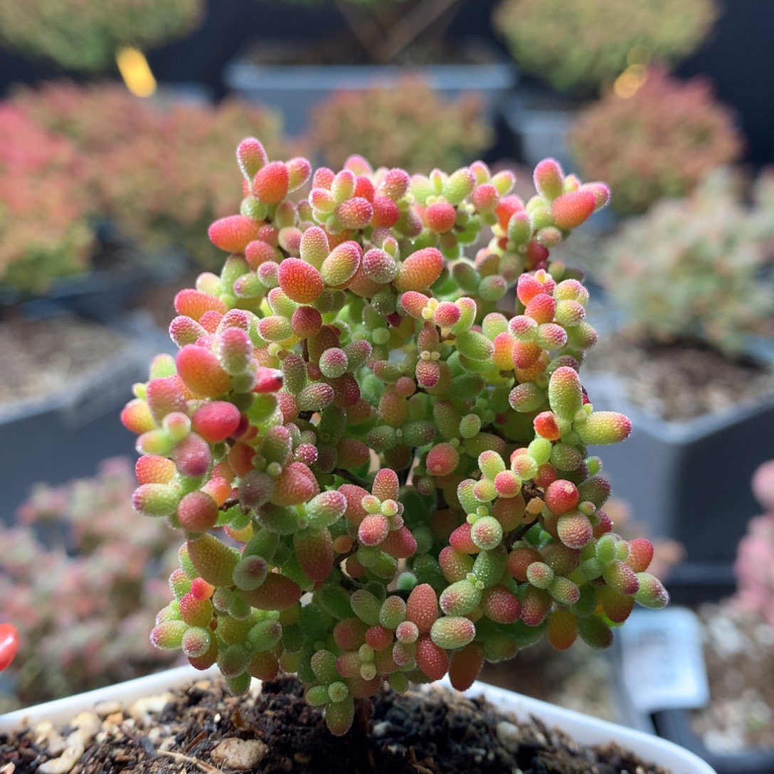 B209蜜橘枝干番杏