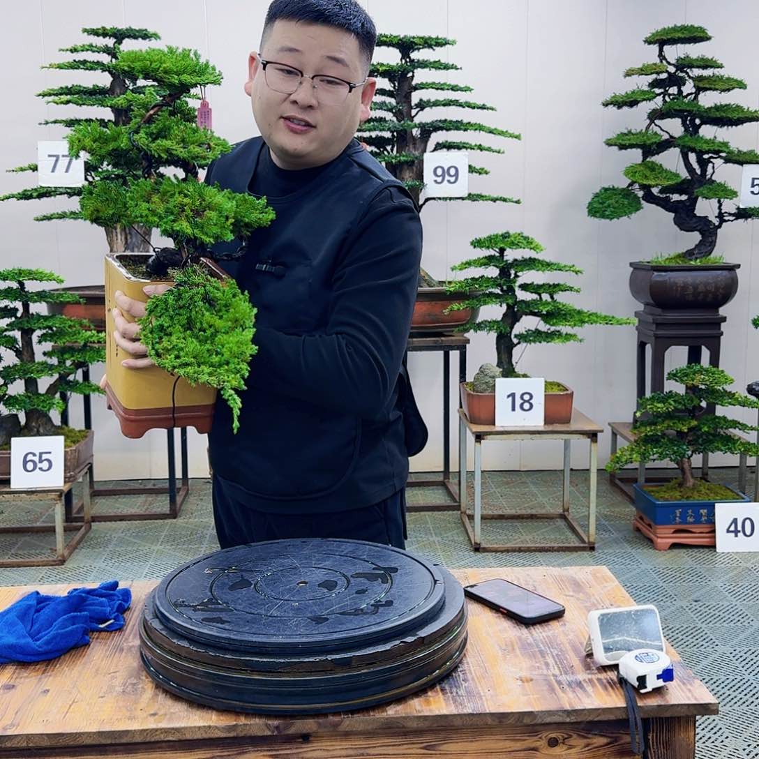 盆景柏树造型盆景