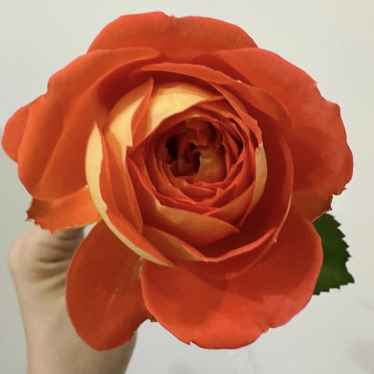 花知述园艺新橙意 抗病切花直立花卉月季盆栽玫瑰花树苗