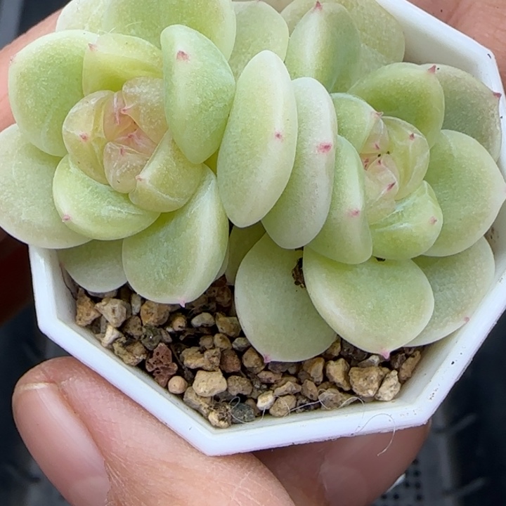 梧***.633号财富暮暮晗雨多肉