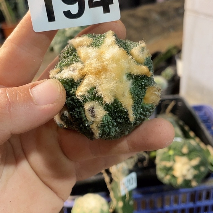 194哥斯拉苗接仙人球