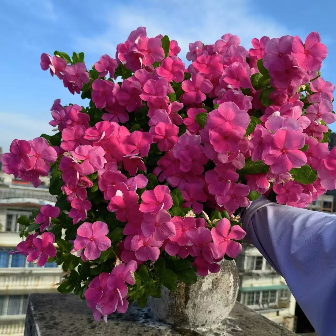 【李先生】（木本天天开）又叫长春花四季开花室内外观赏花