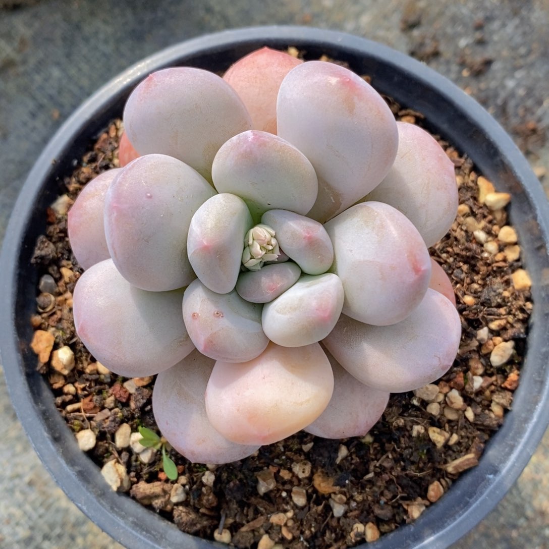 可问主播品种，下滑链接更多品种选择