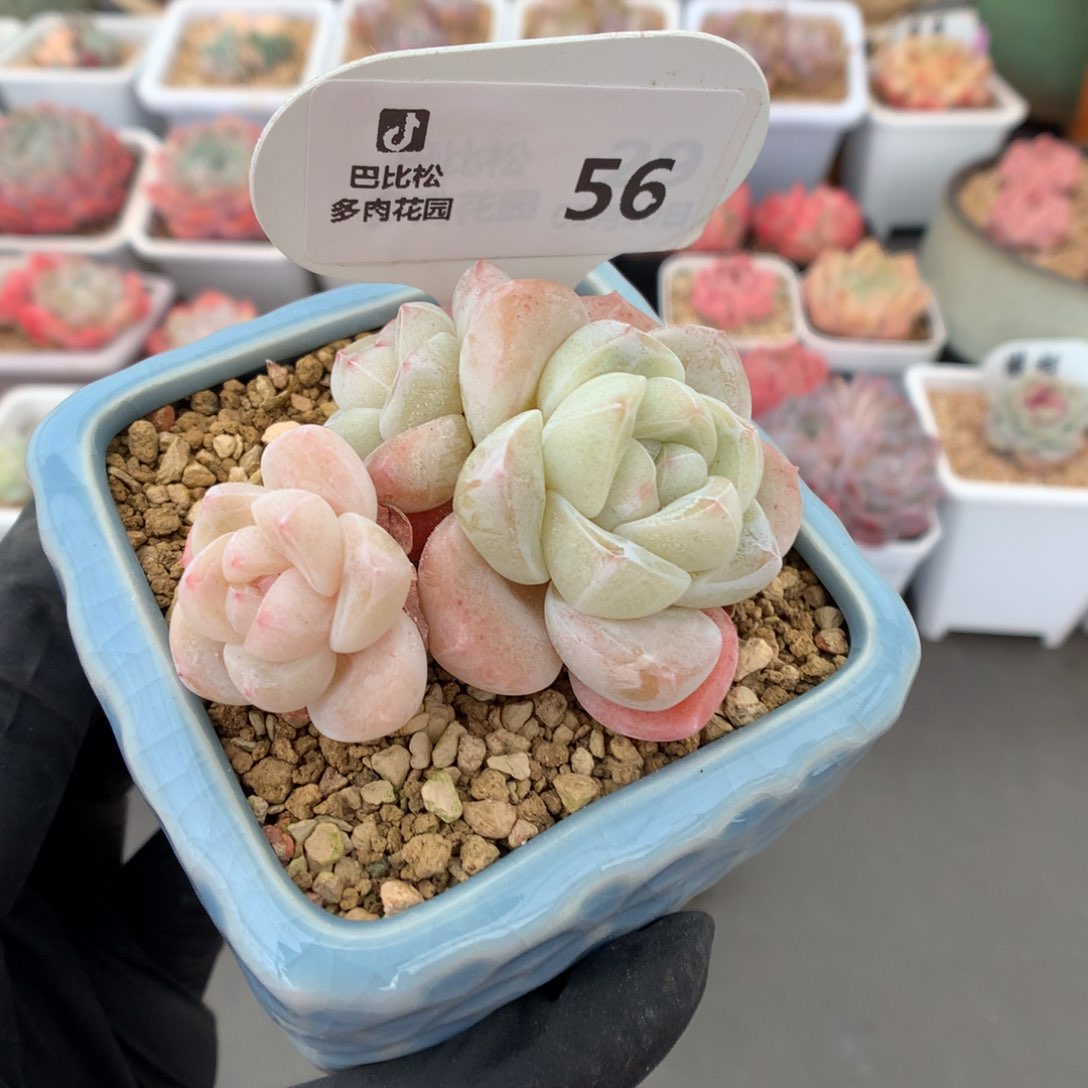 56 粉透冰玉多肉
