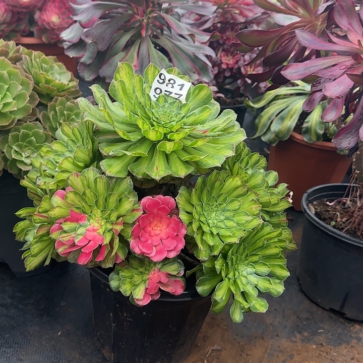 精品多肉植物00981