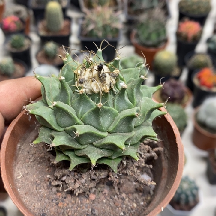 实生蒂冠特价福利