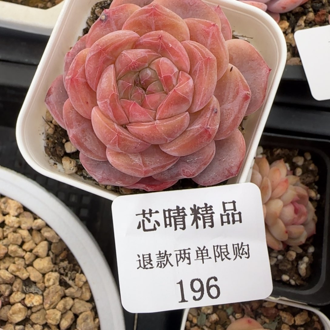 闪购精品多肉196号