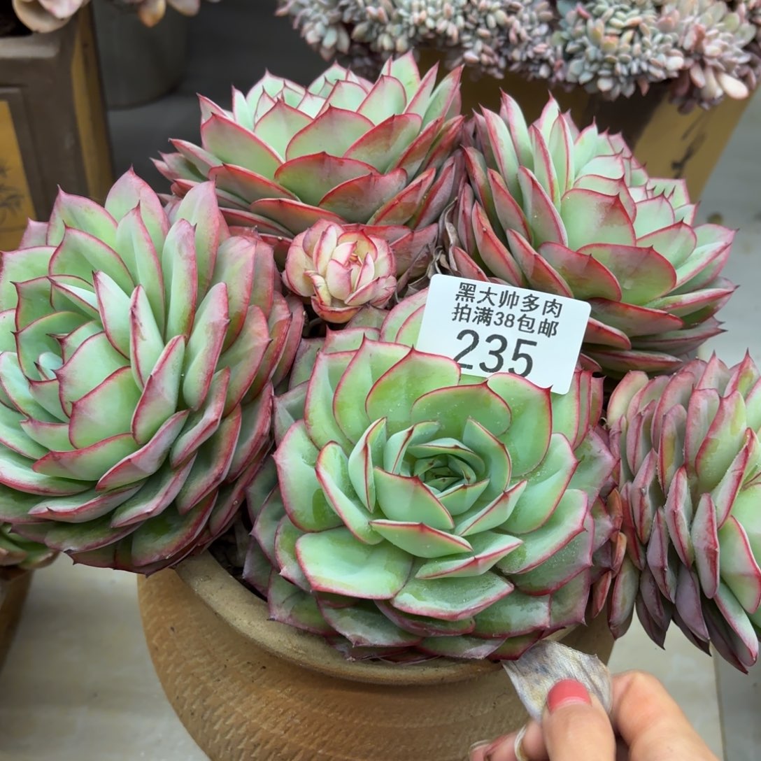 睡****黑大帅多肉235牡丹亭