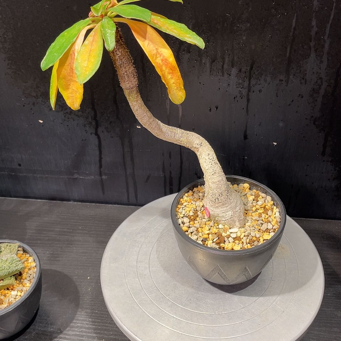 象鼻大戟老家熟桩养定