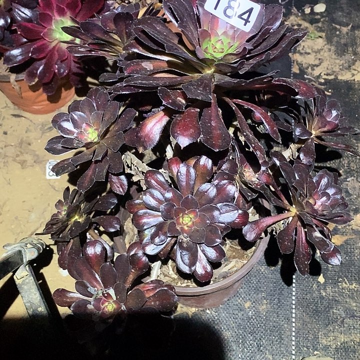 多肉植物法师184晚霞