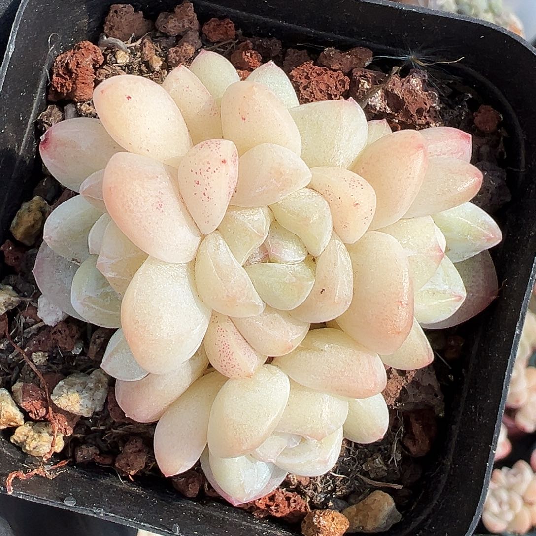 白底冰玉群5头多肉包整