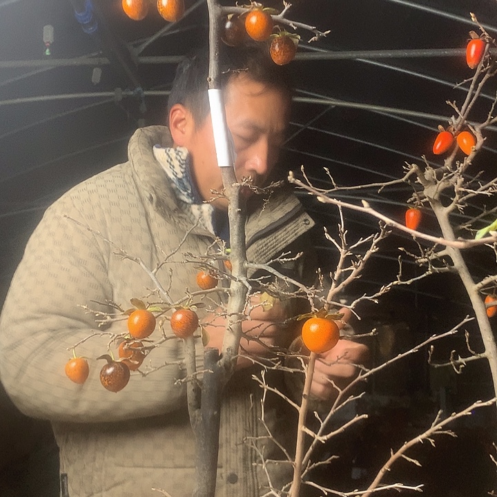 豆***6无花朵我们的目标