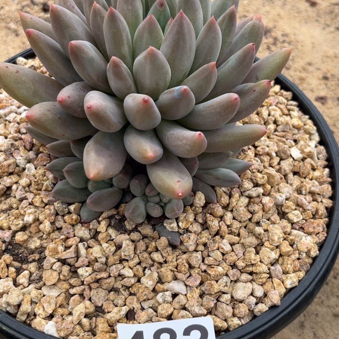 水晶球多肉植物482