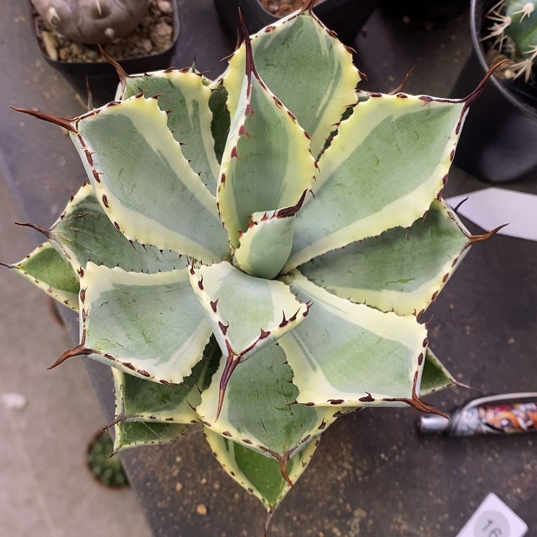 *****一物一拍一棵仙人球