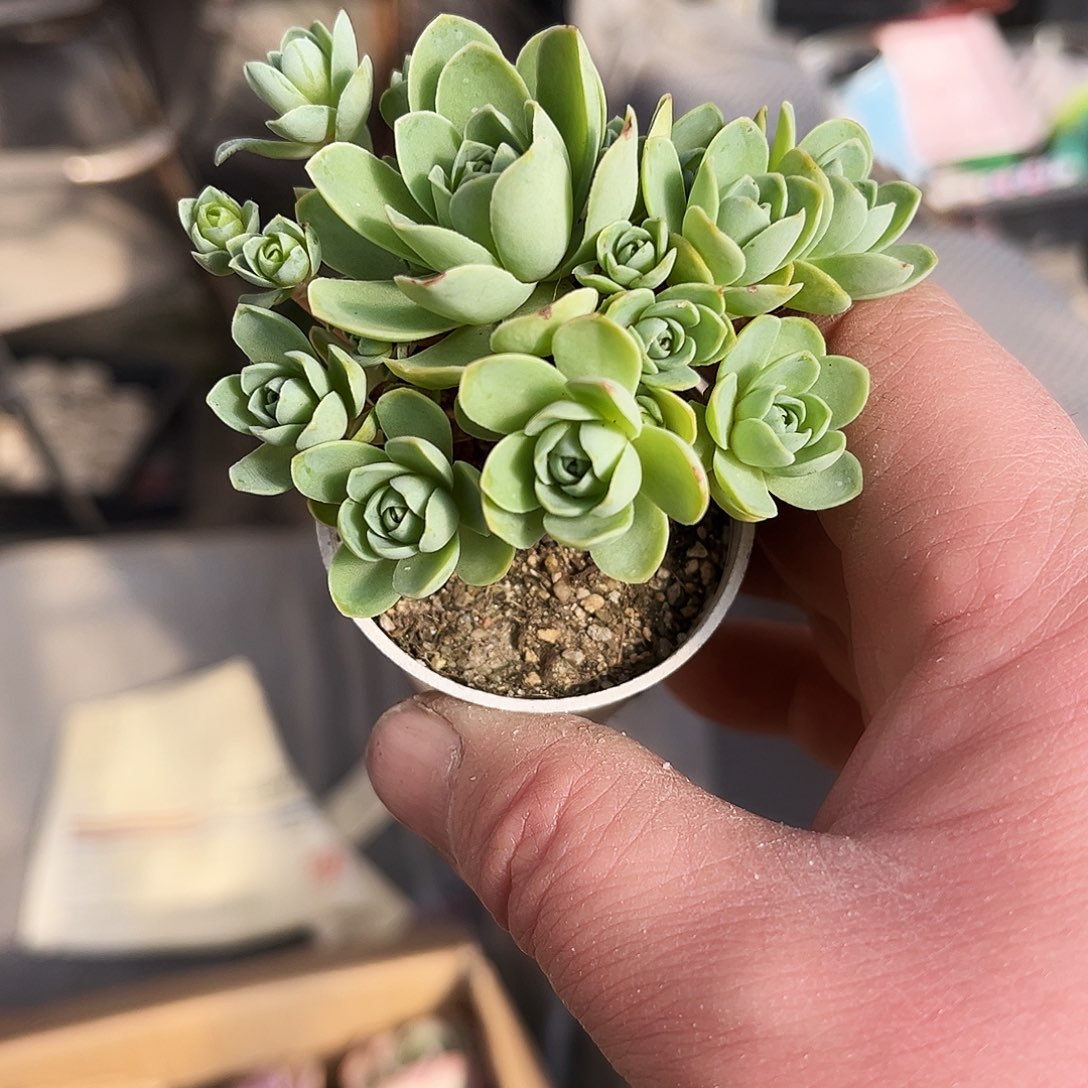 手****.285多肉植物提取萃取剂中添加