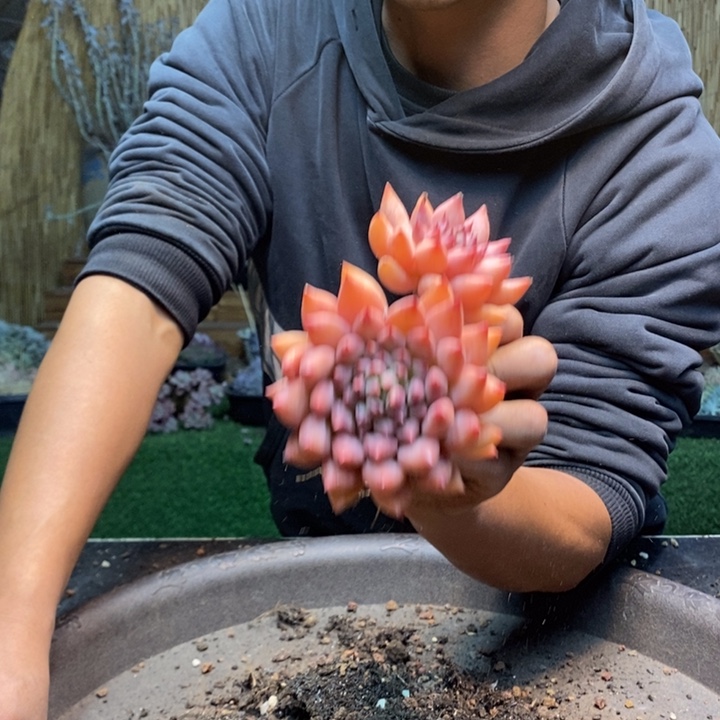 阿***不868 号米其林多肉植物