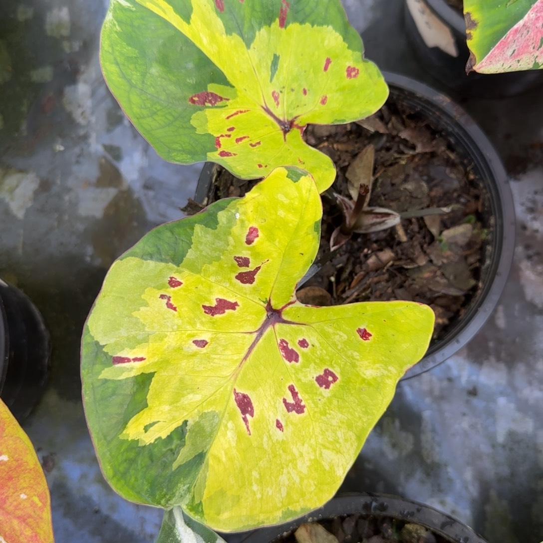 完全开放泰彩玉米月